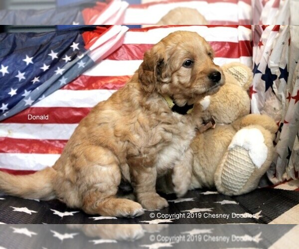 Medium Photo #3 Goldendoodle Puppy For Sale in WACO, TX, USA