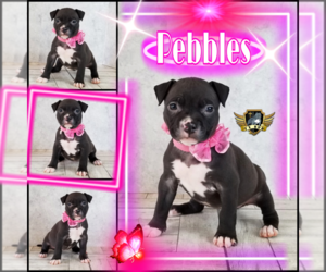 American Bully Puppy for sale in CANYON LAKE, TX, USA
