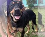 Small Rottweiler Mix