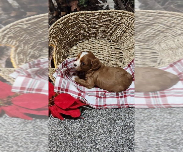 Medium Photo #2 Cavapoo (Miniature) Puppy For Sale in GREENWOOD, WI, USA