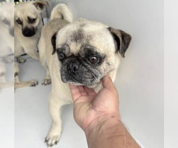 Medium Photo #1 Pug-Unknown Mix Puppy For Sale in Houston, TX, USA
