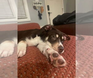 Sadie - Female Mutt Dog for Adoption - Photo #2