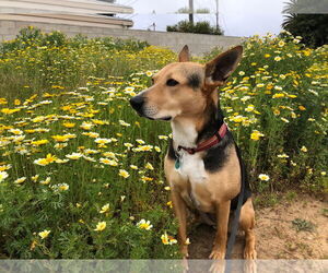 Scout - Female German Shepherd Dog-Unknown Mix Dog for Adoption - Photo #2