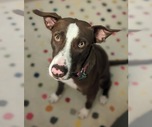 Medium Photo #5 Lab-Pointer Puppy For Sale in Houston, TX, USA