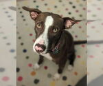 Small #4 Lab-Pointer