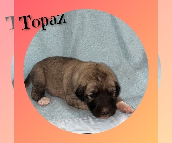 Medium Photo #4 Anatolian Shepherd Puppy For Sale in BROOKFIELD, MO, USA