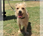 JASPER - Male Mutt Dog for Adoption - Small photo