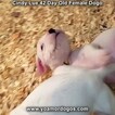 Small Photo #63 Dogo Argentino Puppy For Sale in PINEVILLE, MO, USA