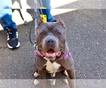 Small #1 American Pit Bull Terrier