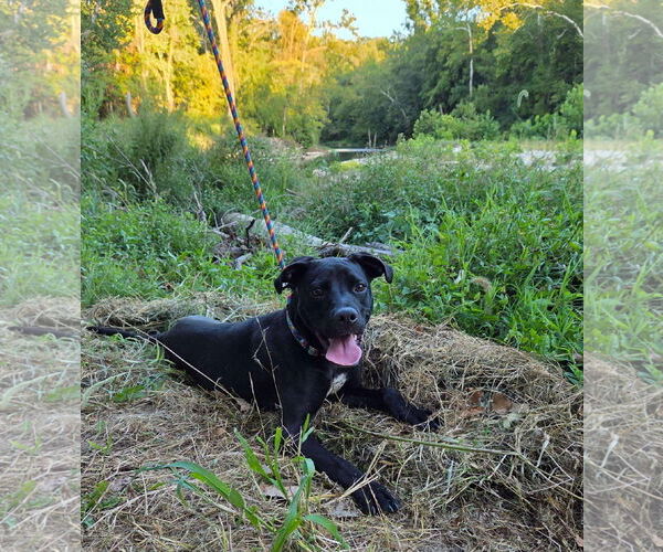 Medium Photo #15 Labrador Retriever-Unknown Mix Puppy For Sale in Germantown, OH, USA