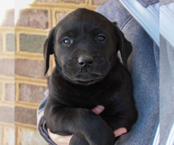 Medium Photo #1 Labrador Retriever Puppy For Sale in JONESTOWN, PA, USA