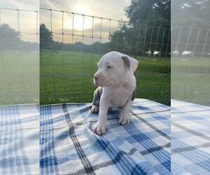 American Pit Bull Terrier Puppy for sale in WEBSTER, FL, USA