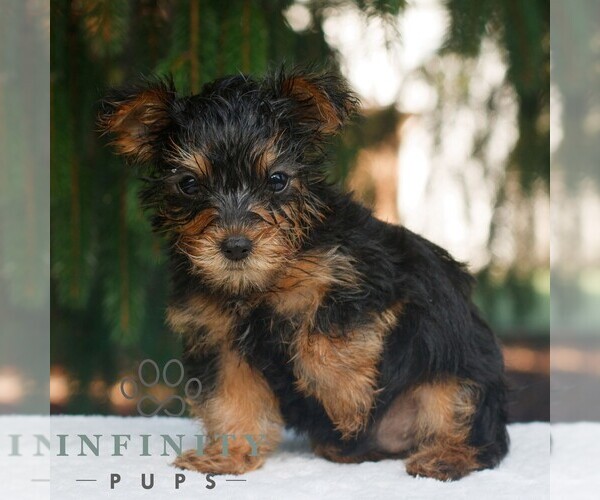 Medium Photo #2 Yorkshire Terrier Puppy For Sale in KINZERS, PA, USA