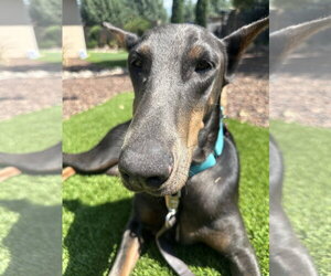 Diamond - Female Doberman Pinscher Dog for Adoption - Photo #11