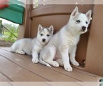 Small Photo #11 Siberian Husky Puppy For Sale in FLORA, IL, USA