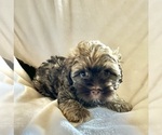 Small Photo #8 Havanese Puppy For Sale in ATHENS, GA, USA