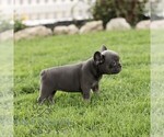 Small #2 French Bulldog