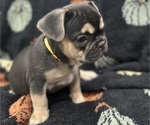 Puppy Yellow Pup French Bulldog