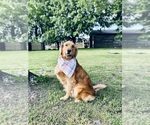 Small Photo #1 Goldendoodle Puppy For Sale in CARTHAGE, TN, USA