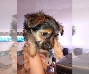 Yorkshire Terrier Puppy for sale in LOWELL, MA, USA