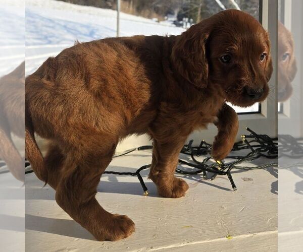 Medium Photo #4 Irish Doodle (Miniature) Puppy For Sale in NEW HOLLAND, PA, USA