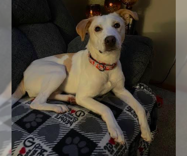 Medium Photo #2 Labrador Retriever-Unknown Mix Puppy For Sale in Brooklyn Center, MN, USA