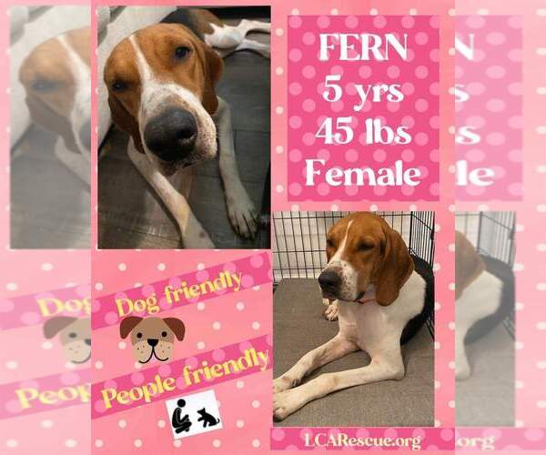 Medium Photo #8 Mutt Puppy For Sale in Woodbury, NY, USA