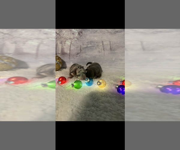 Medium Photo #3 Chihuahua Puppy For Sale in DALLAS, TX, USA