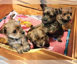 Carkie Puppy for Sale in SAINT PAUL, Minnesota USA