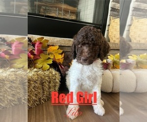Goldendoodle mix (+ Poodle Standard) Puppy for sale in ANDERSON, SC, USA
