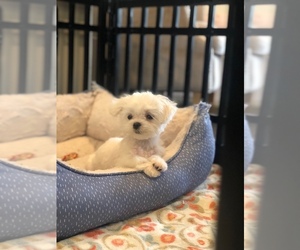Maltese Puppy for sale in CHANTILLY, VA, USA