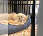 Small Photo #1 Maltese Puppy For Sale in CHANTILLY, VA, USA