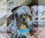 Small Photo #1 Cockapoo (Miniature) Puppy For Sale in BALTIMORE, MD, USA
