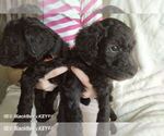 Small Photo #5 Poodle (Standard) Puppy For Sale in BROOKSVILLE, FL, USA