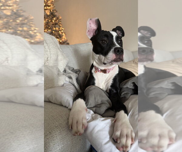 Medium Photo #6 Mutt Puppy For Sale in Raleigh, NC, USA