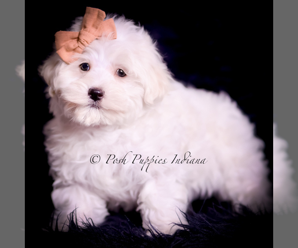 Medium Photo #30 Maltese Puppy For Sale in WARSAW, IN, USA