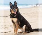 Small Photo #2 German Shepherd Dog-Unknown Mix Puppy For Sale in Camarillo, CA, USA