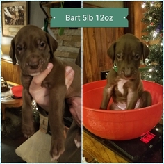 Great Dane Puppy for sale in LAUREL, MT, USA