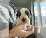 Puppy Sterling American Pit Bull Terrier
