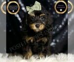 Puppy Ozzy Poodle (Miniature)