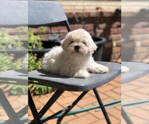 Maltipoo Puppy for sale in SAN JOSE, CA, USA