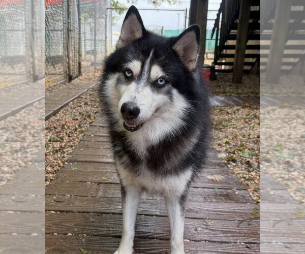 Medium Photo #1 Mutt Puppy For Sale in Matawan, NJ, USA