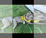 Small #1 American Pit Bull Terrier Mix