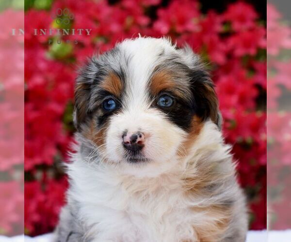Medium Photo #1 Aussiedoodle Miniature  Puppy For Sale in SUNBURY, PA, USA