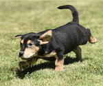 Small #2 Dachsador