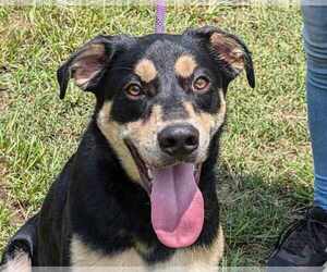 Mutt Dogs for adoption in Anniston, AL, USA