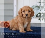 Small #2 Cavapoo