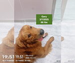 Small #1 Golden Retriever