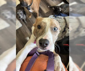 Nessa - Female Mutt Dog for Adoption - Photo #3