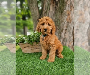Goldendoodle Puppy for sale in INDIANAPOLIS, IN, USA